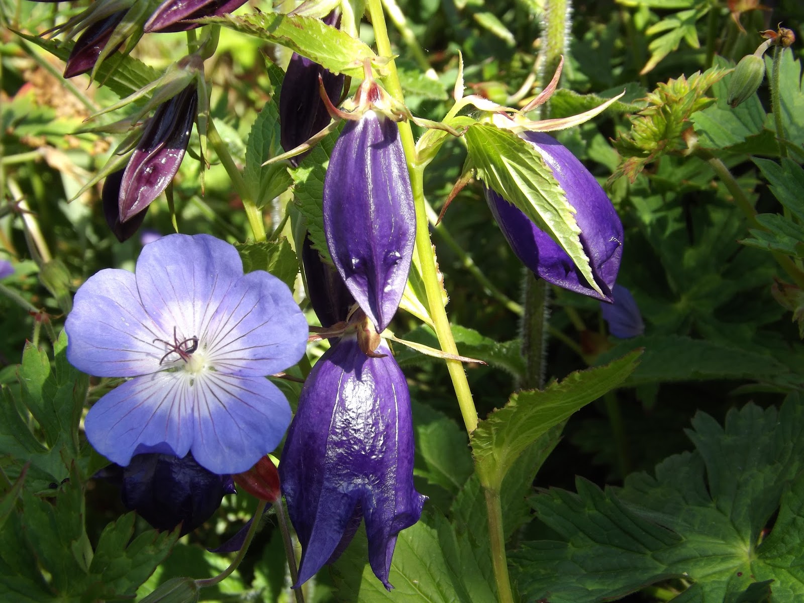 Ch Catalogus 2018 2019 Totaal