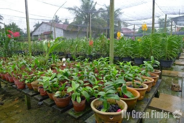 MY GREEN FINDER | Plant Vendors: OrchidLife Nursery