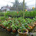 OrchidLife Nursery