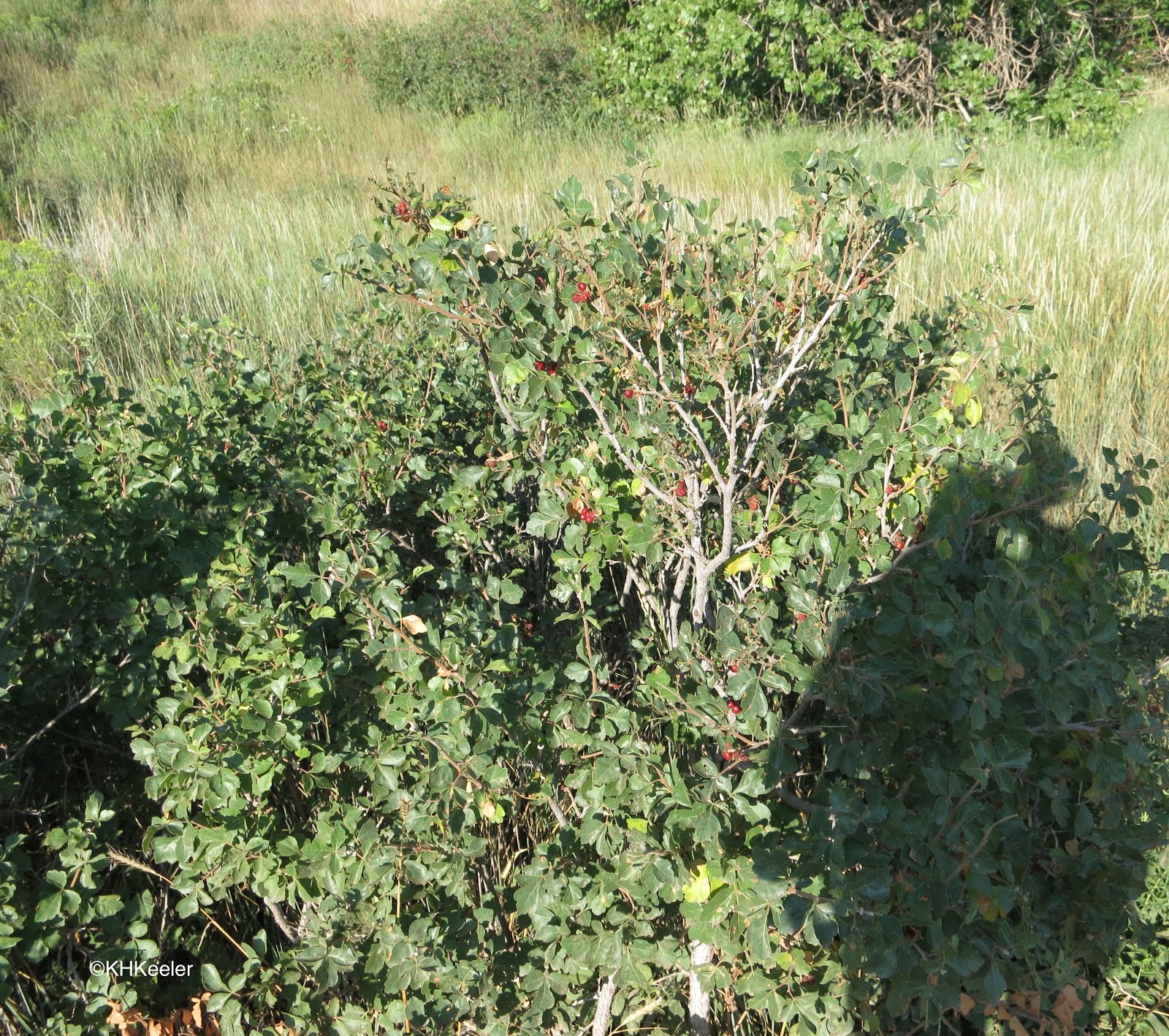 A Wandering Botanist Plant StoryThreeLeaf Sumac