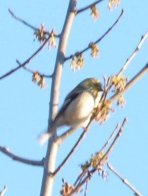 goldfinch