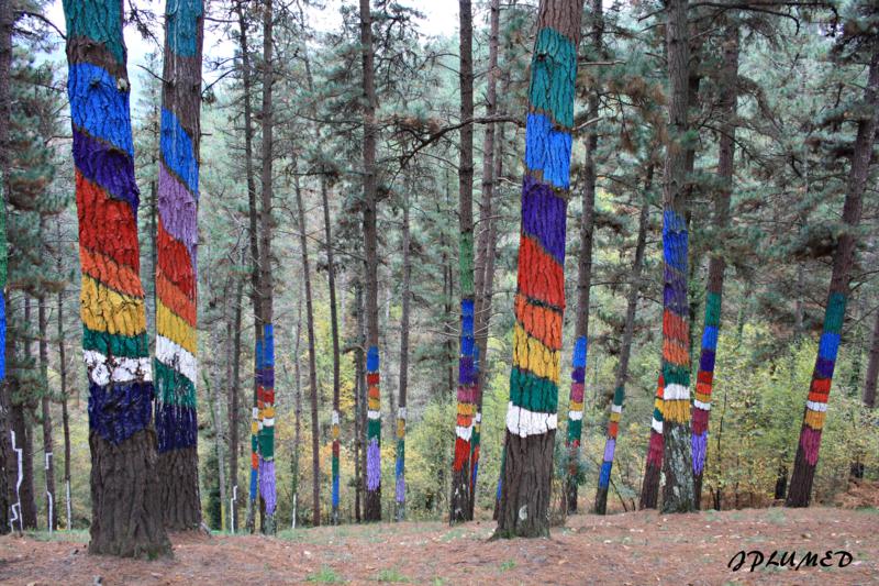 BOSQUE DE OMA KORTEZUBI *** ( PAIS VASCO ) PUEBLOS Y LUGARES CON