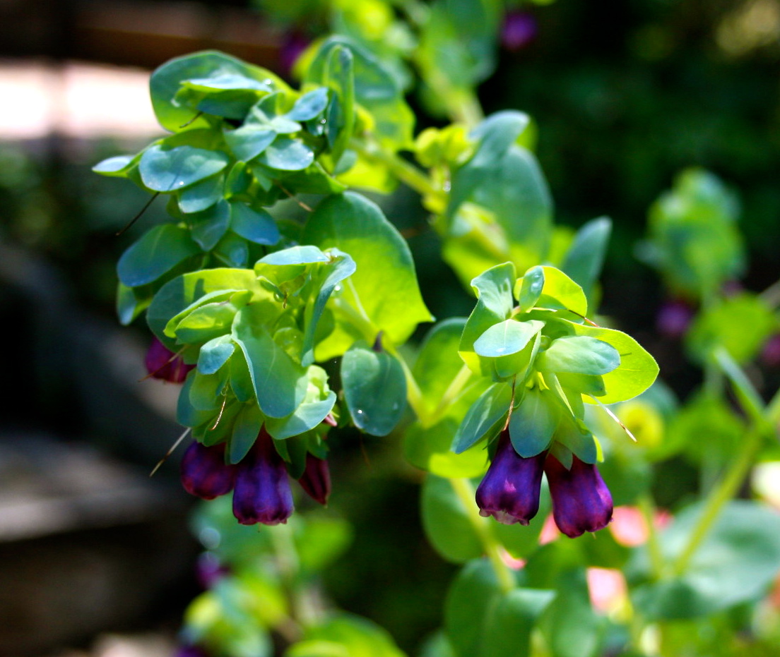The Gardens of Petersonville Try Honeywort