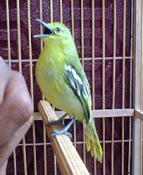 Testblog123 Cara Merawat Burung Sirtu Atau Cipoh Cepat Bunyi Gacor