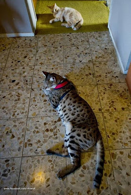 The world's longest cat