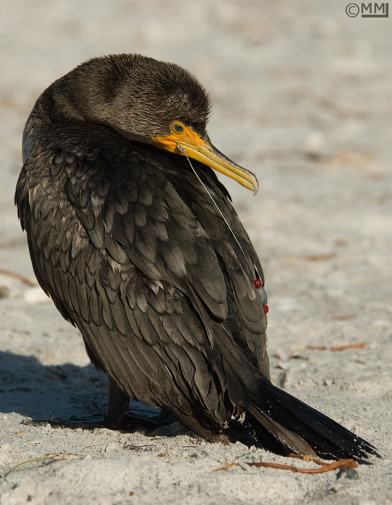 Birding Is Fun! The Dangers of Fishing Line and Hooks for Birds and