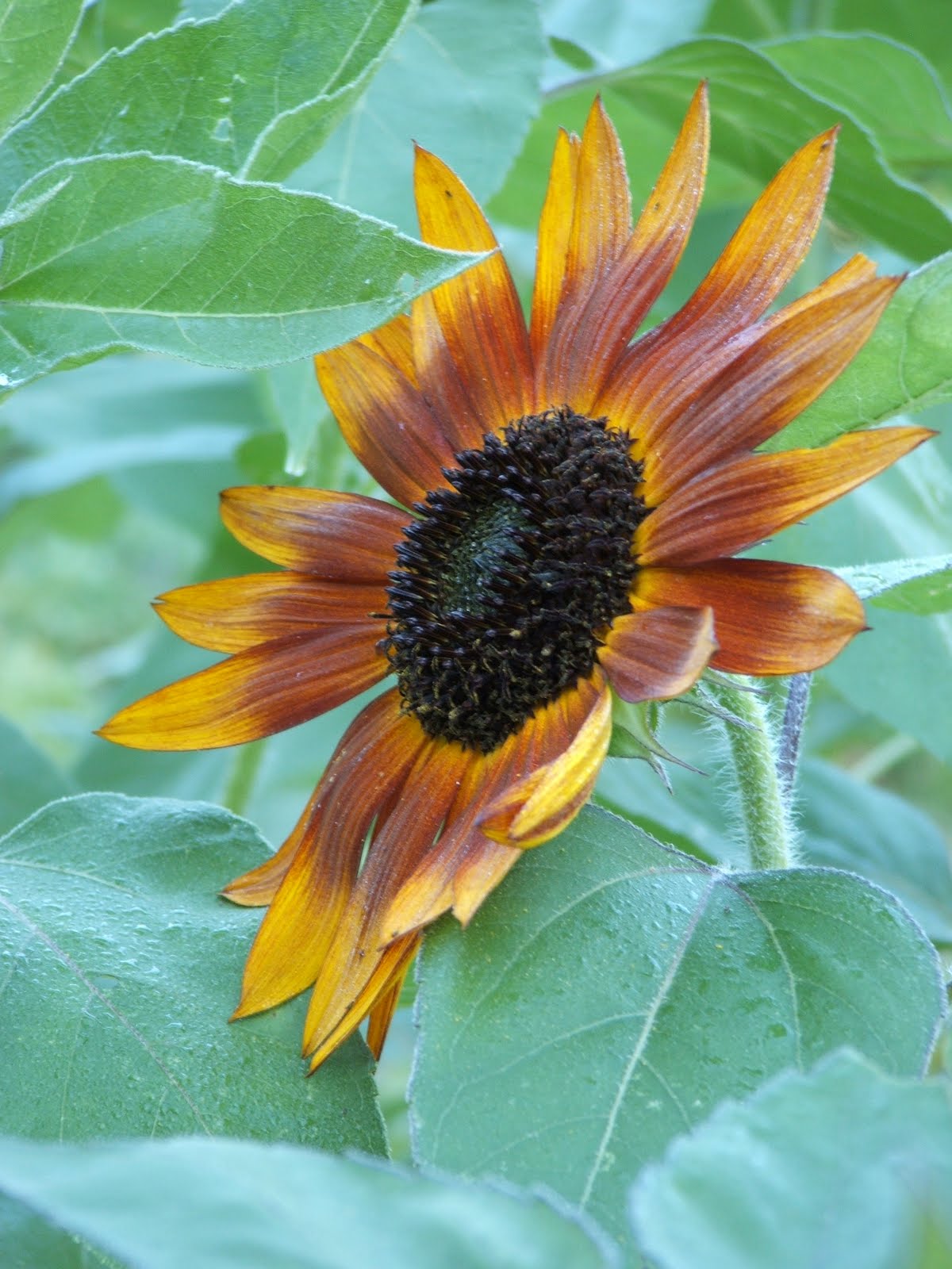 God's Growing Garden Sunflowers Autumn Beauty