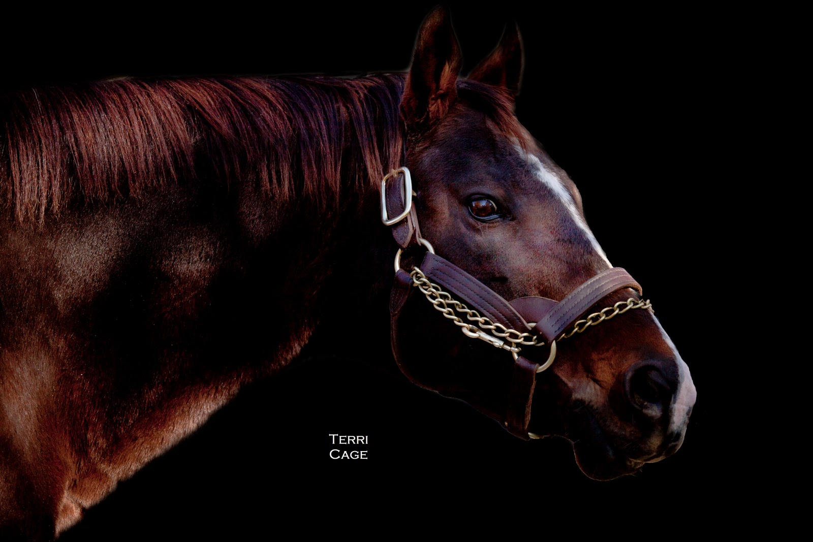 Faces in the crowd at the Atlas concert in Sackets July 2018