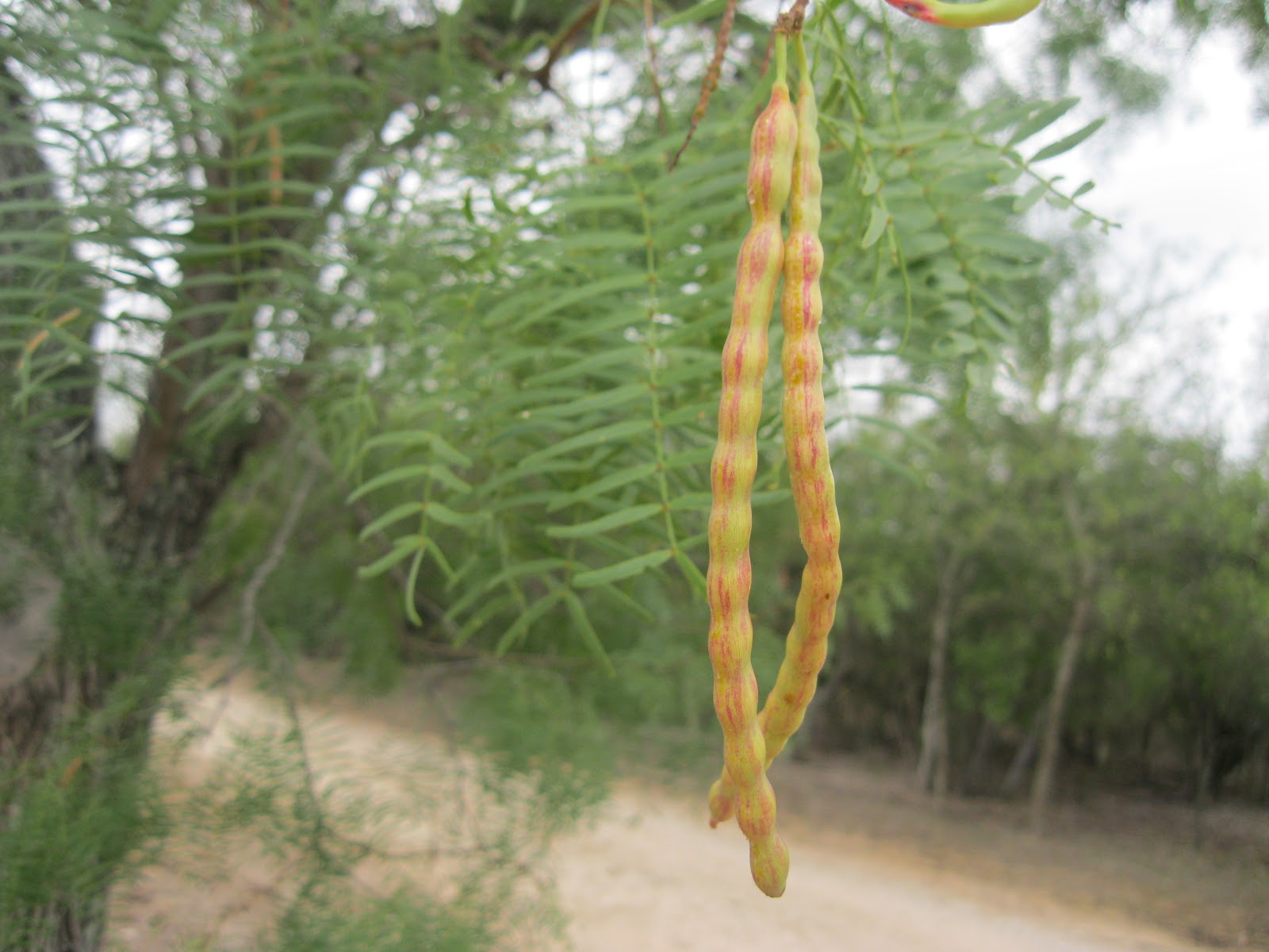 What Bugs Eat Mesquite Tree at Clarissa Beatty blog