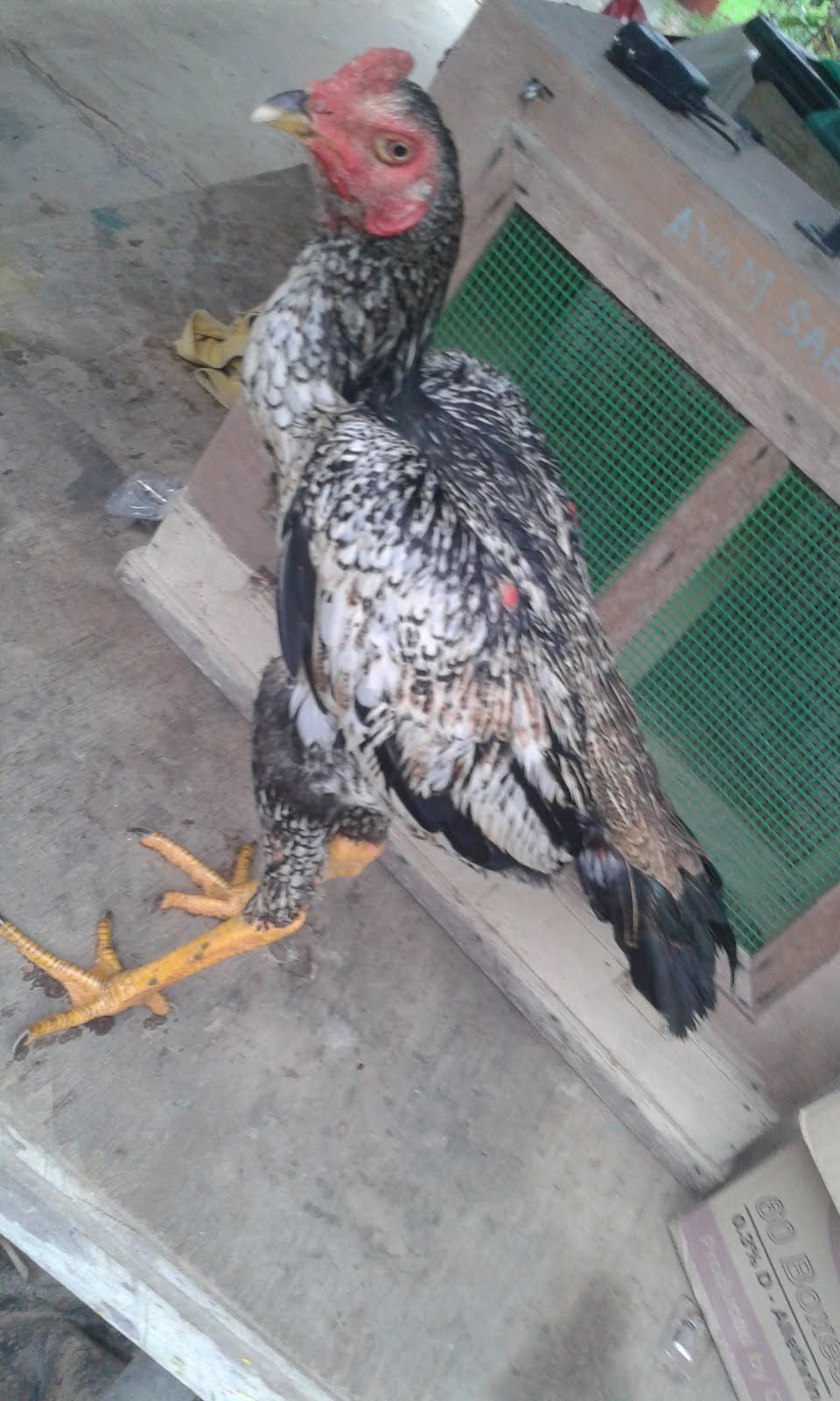 ayam sabung sabah