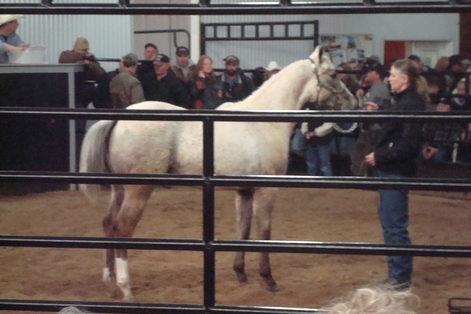 North Horse Auction Fever & Ten Dollar Horses Nolan Auction Report