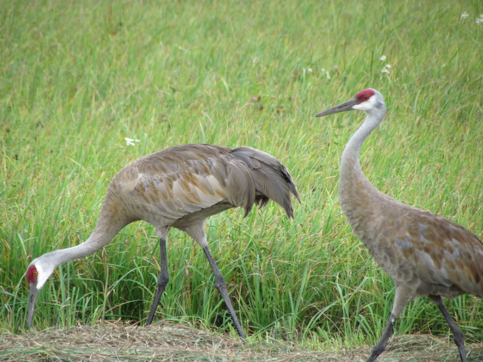 Pieceful Afternoon Wisconsin Sandhill Cranes