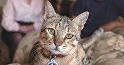 Adopted Cat Kneading Amd Purring Alot Adopted Cat Kneading Amd Purring Alot