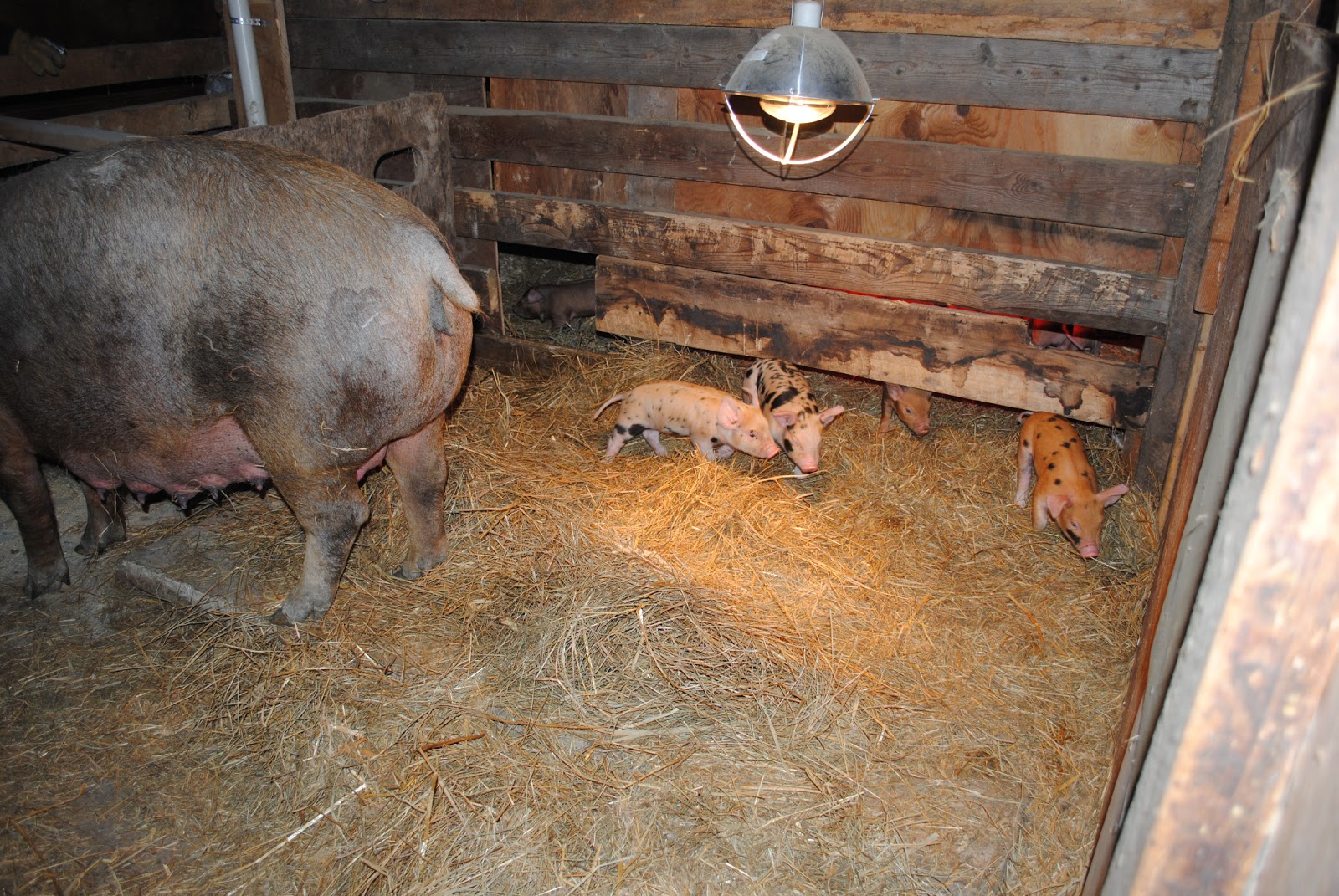Homemade Pig Creep Feeder Homemade Ftempo