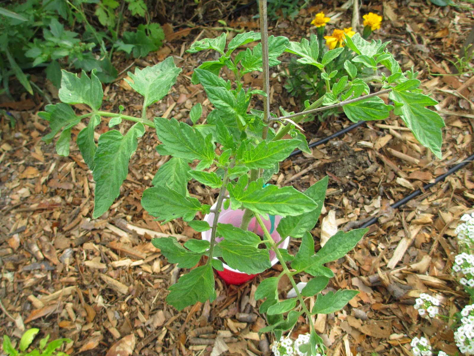 Andie's Way Preventative Medicine for Tomatoes