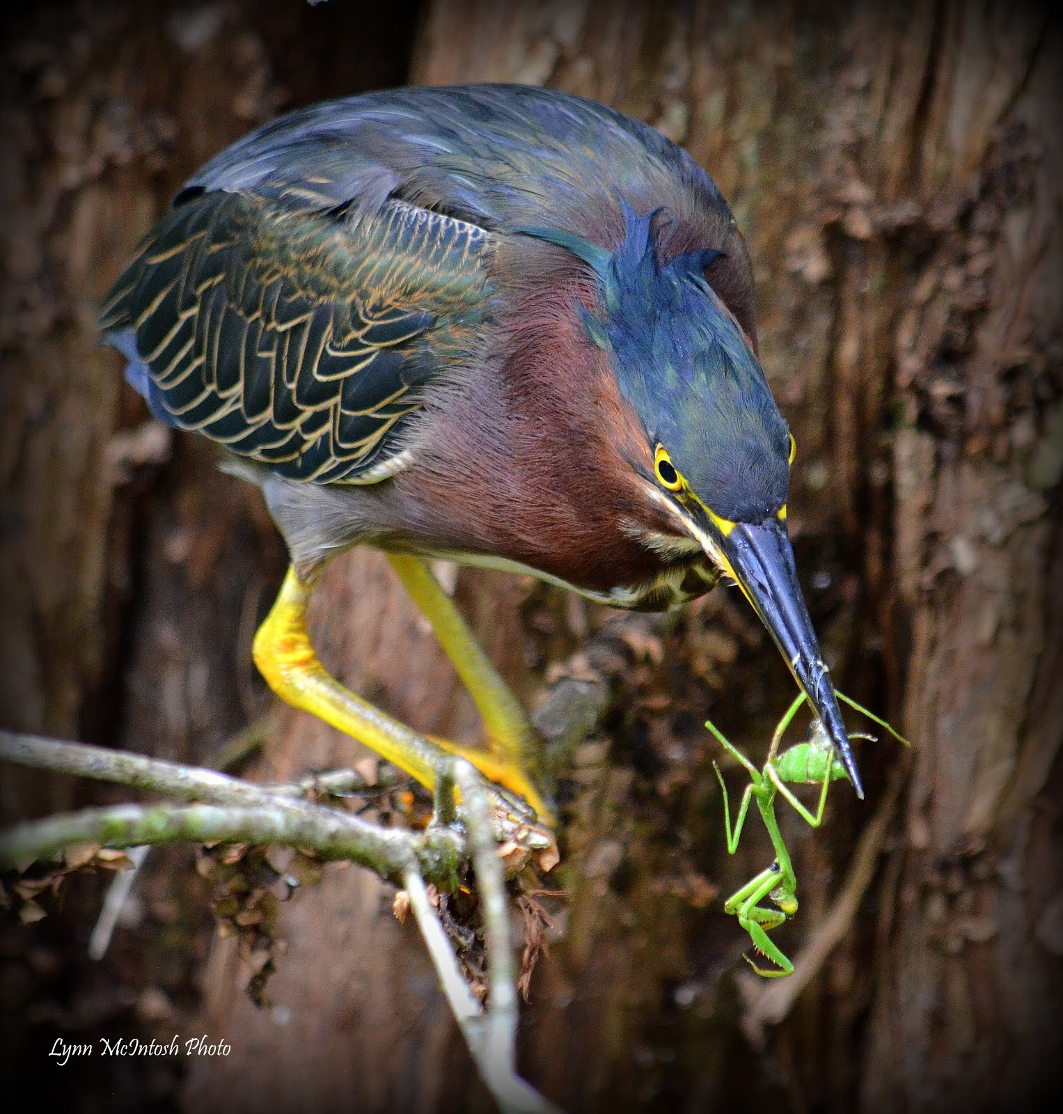 Green Heron