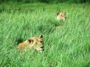 Two Aslan hiding in the tall grass.