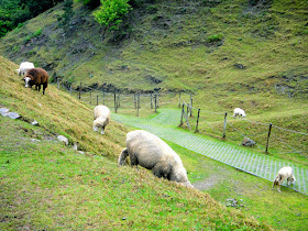 Lambs at Green Green Grassland Cingjing Farm
