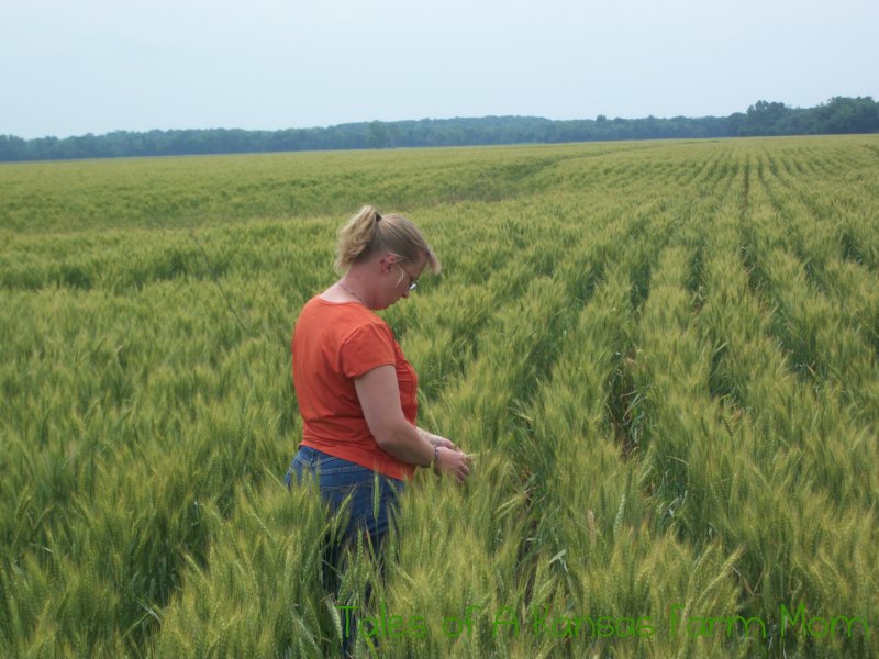 Tales of a Kansas Farm Mom About