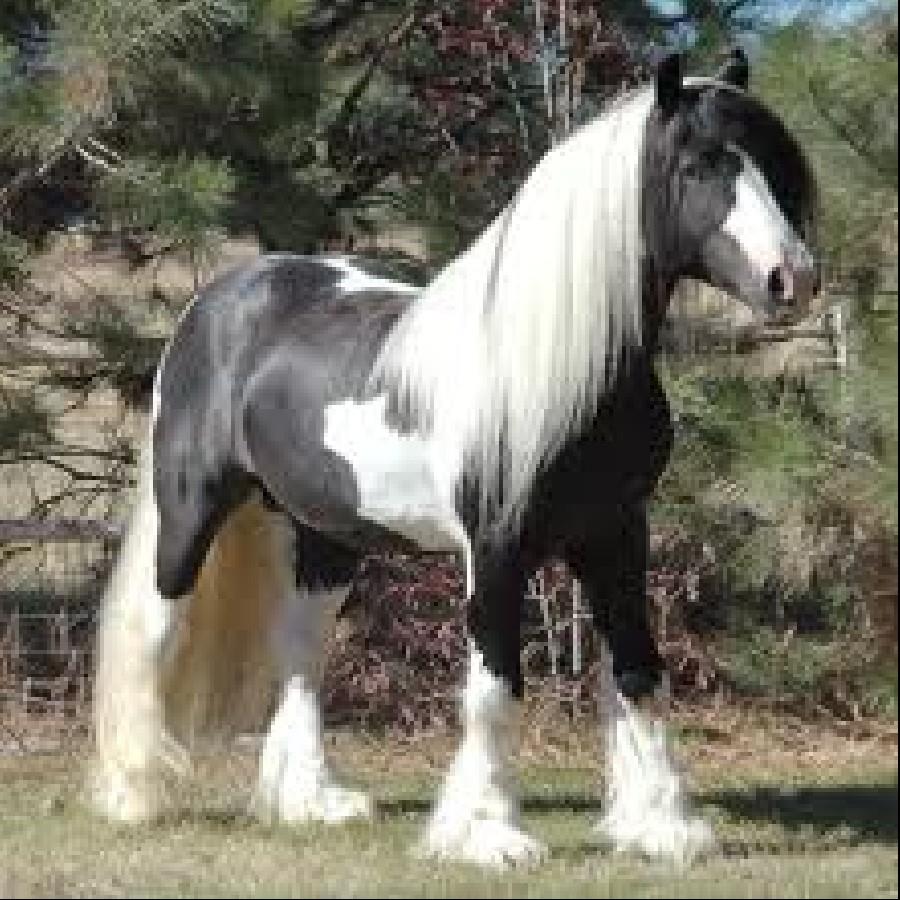 Factsram.blogspot Black & White Gypsy Vanner Horse It definitely uses