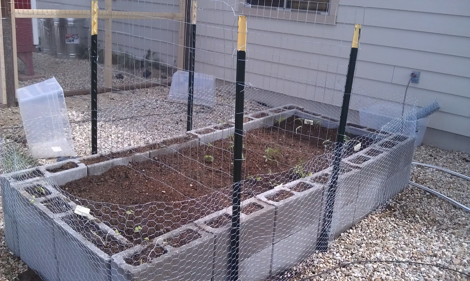 Backyard Chicken Ladythinking out loud: Planting in the Raised Bed