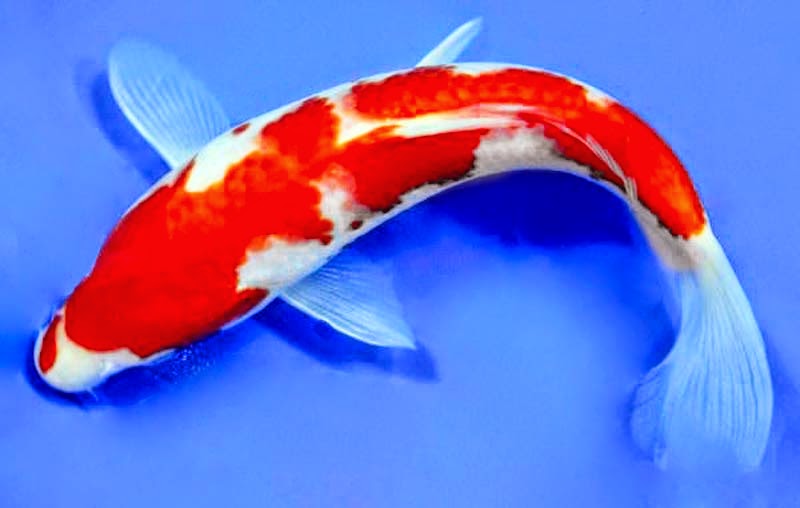 Gambar Ikan Koi Merah