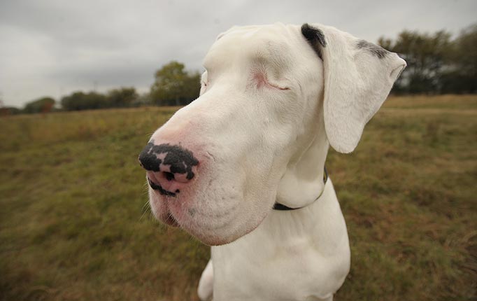 Dog Eyelashes Grow Into Eyes Dog Eyelashes Grow Into Eyes