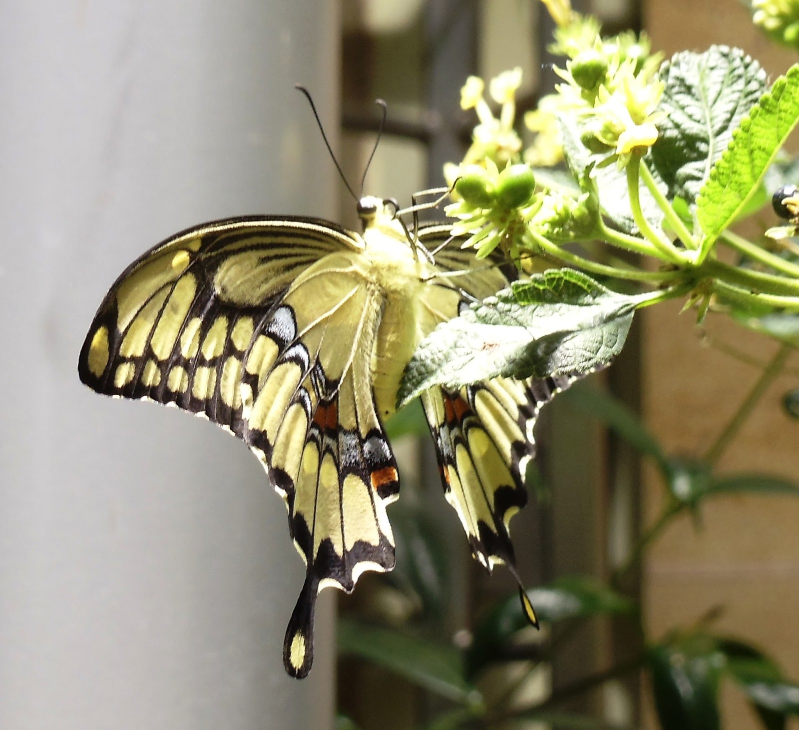 Visiting the Butterfly Pavilion at the National Museum of Natural