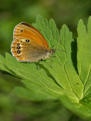 Coenonympha darwiniana