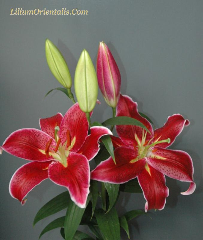 LiliumOrientalis.Com