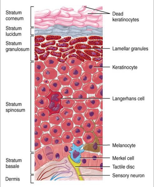 Science Articles  Introduction To Integumentary System