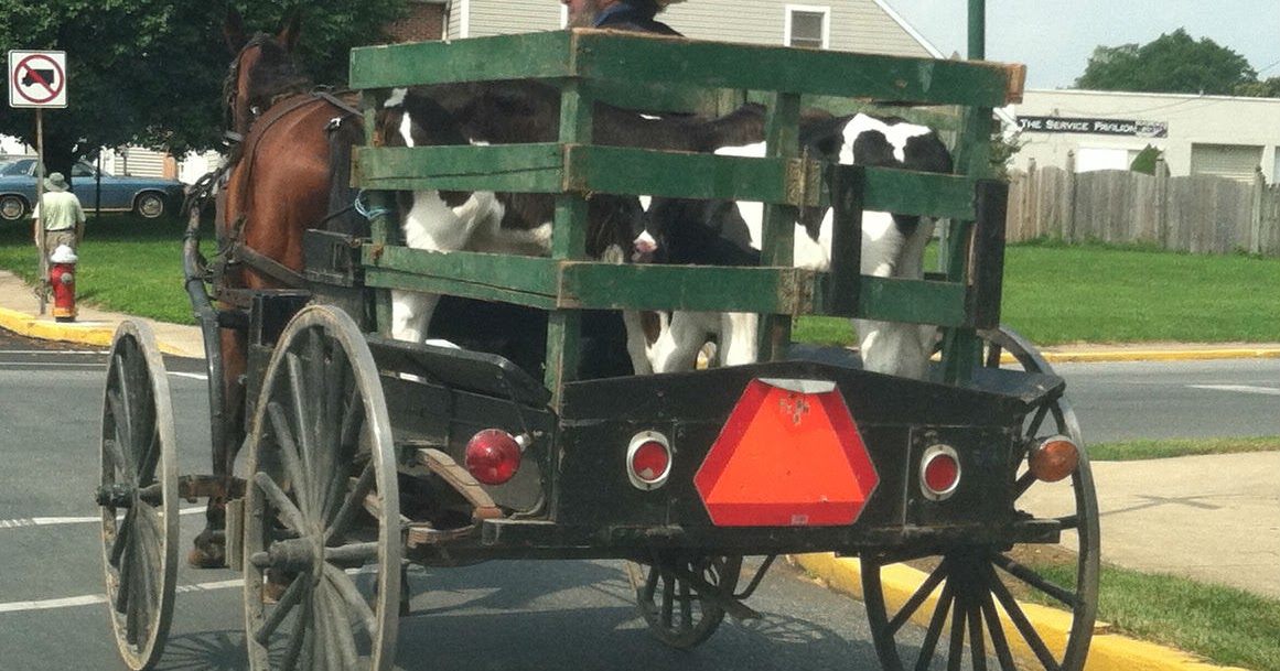 Life in the Heart of the Amish Country The New Holland Livestock Auction