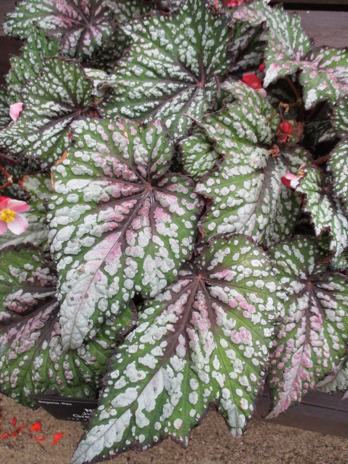 Rotary Botanical Gardens Hort Blog Foliage Begonias