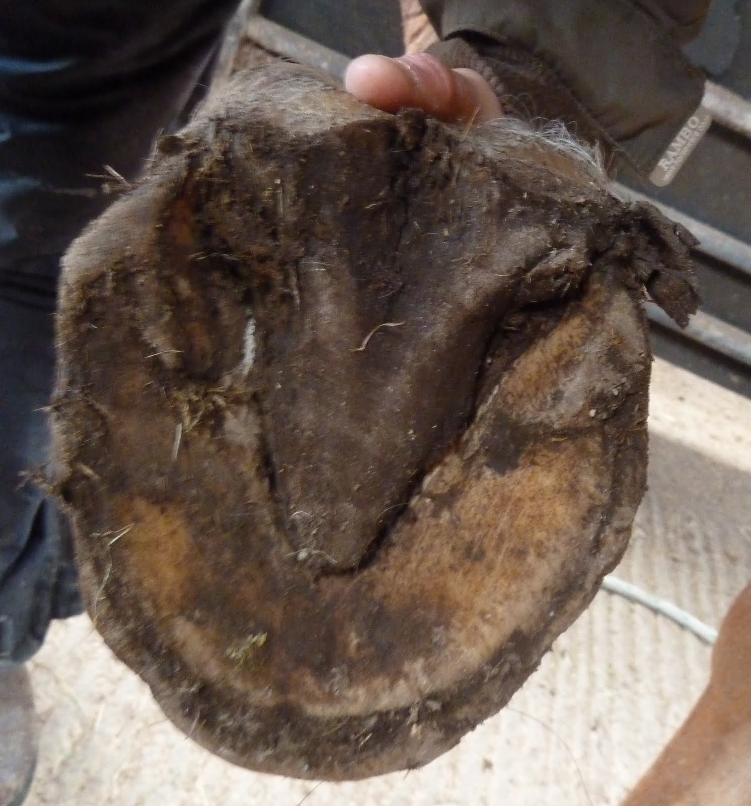 Rockley Farm What happens when hoof wall "wears away"...