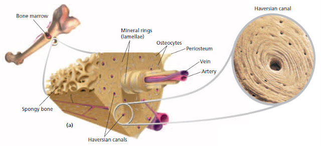 Biologi itu Kita Sistem Gerak Manusia