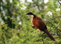 De dieren bestaan echt, ontdekte ik met behulp van Voëls van Suider-Afrika.