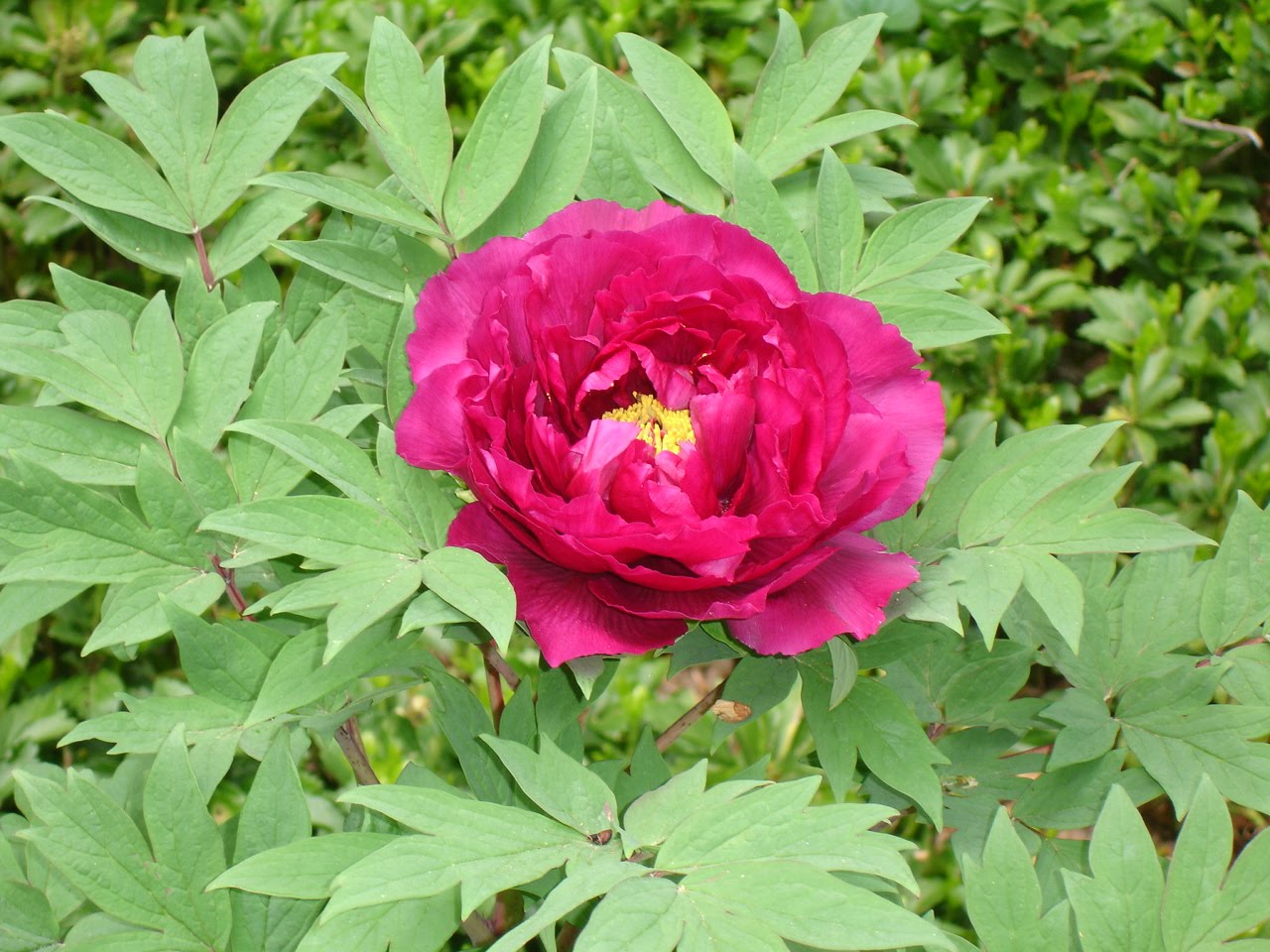 Tree Peony Hana Kisoi Floral Rivalry