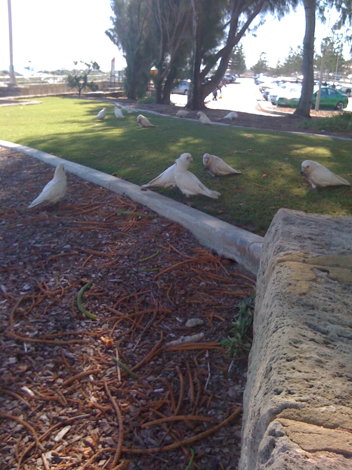 Rosella parrots, Scarborough Beach WA