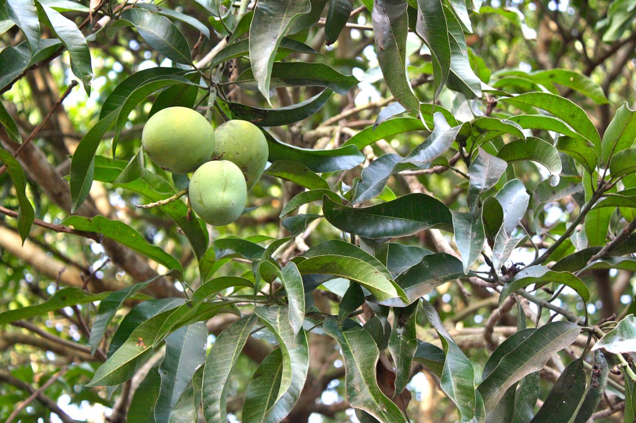 at home in Ghana Not all trees are created equal