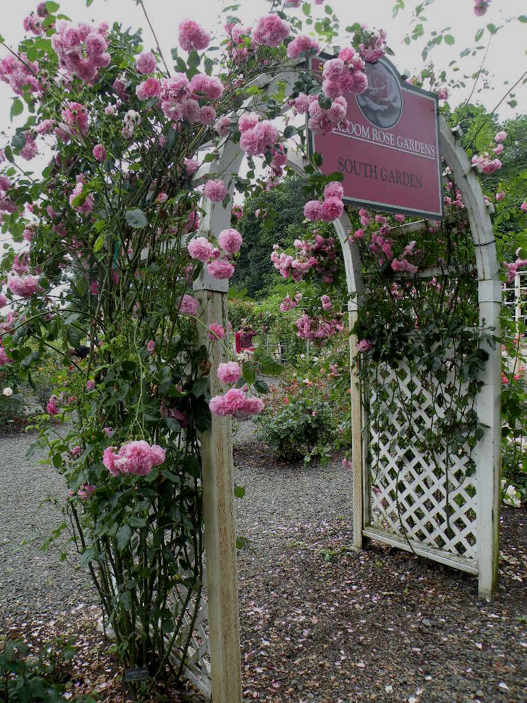 *All in my Cottage* My personal blog Walls of roses