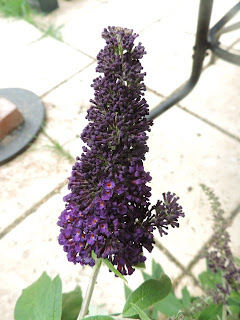 Black Knight Plant Stock Photos Black Knight Plant Stock Images