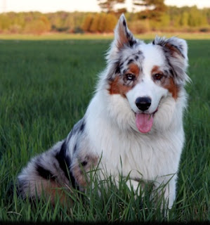 Australian Shepherd Dog Pictures