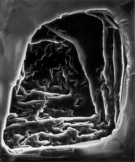 Черно-белые фотографии микроорганизмов  Клаудии Фэхренкемпер