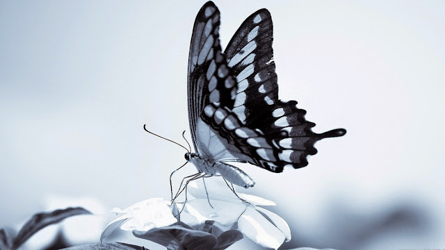 17872-Beauty Butterfly Animal HD Wallpaperz