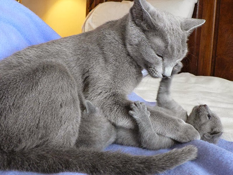 Russian Blue Cat Litter Size Annie Many