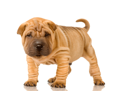 Big Saggy Skin Dog Big Saggy Skin Dog