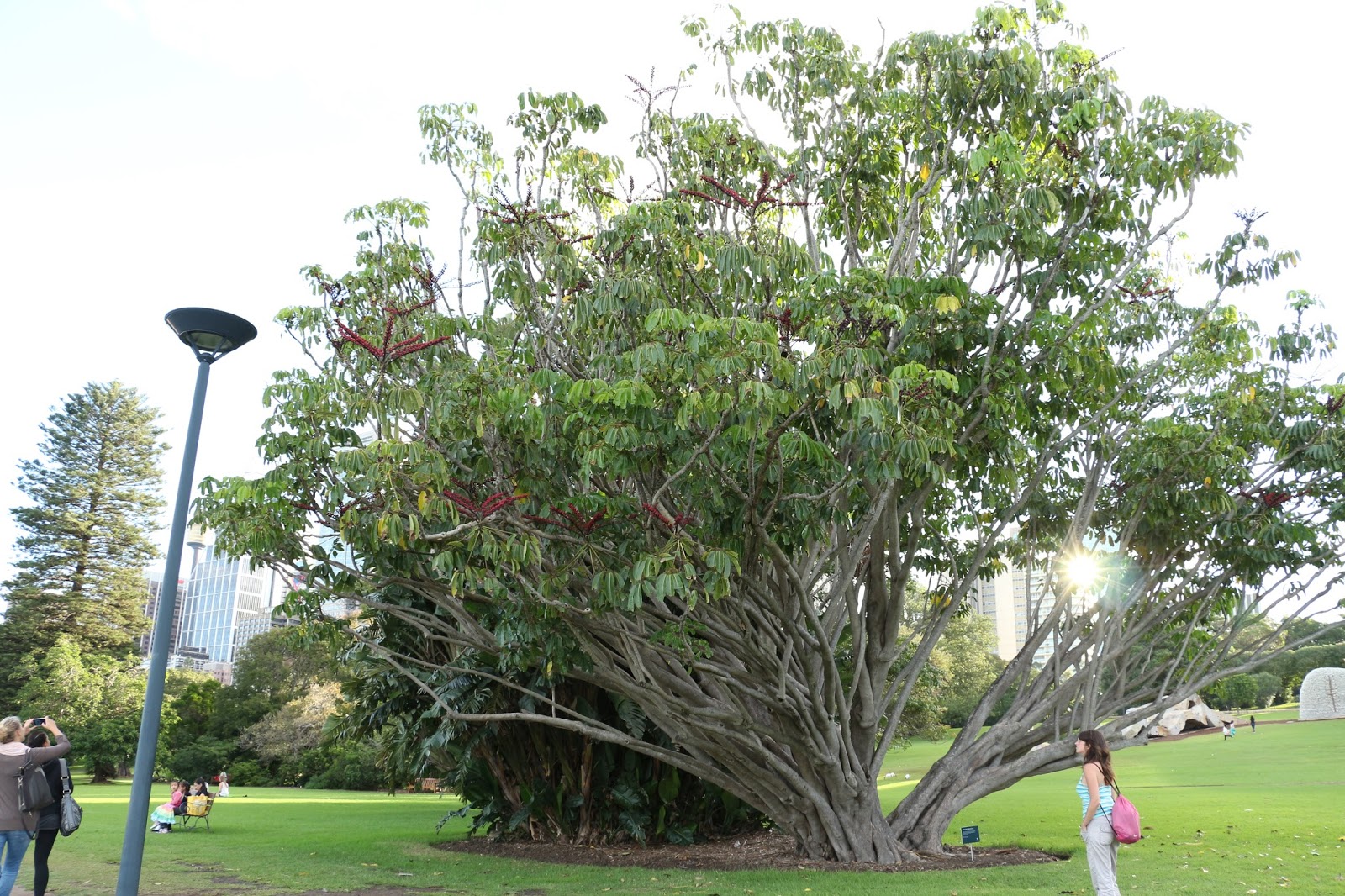 Keep Moving Forward. . . Umbrella Tree 雨傘樹