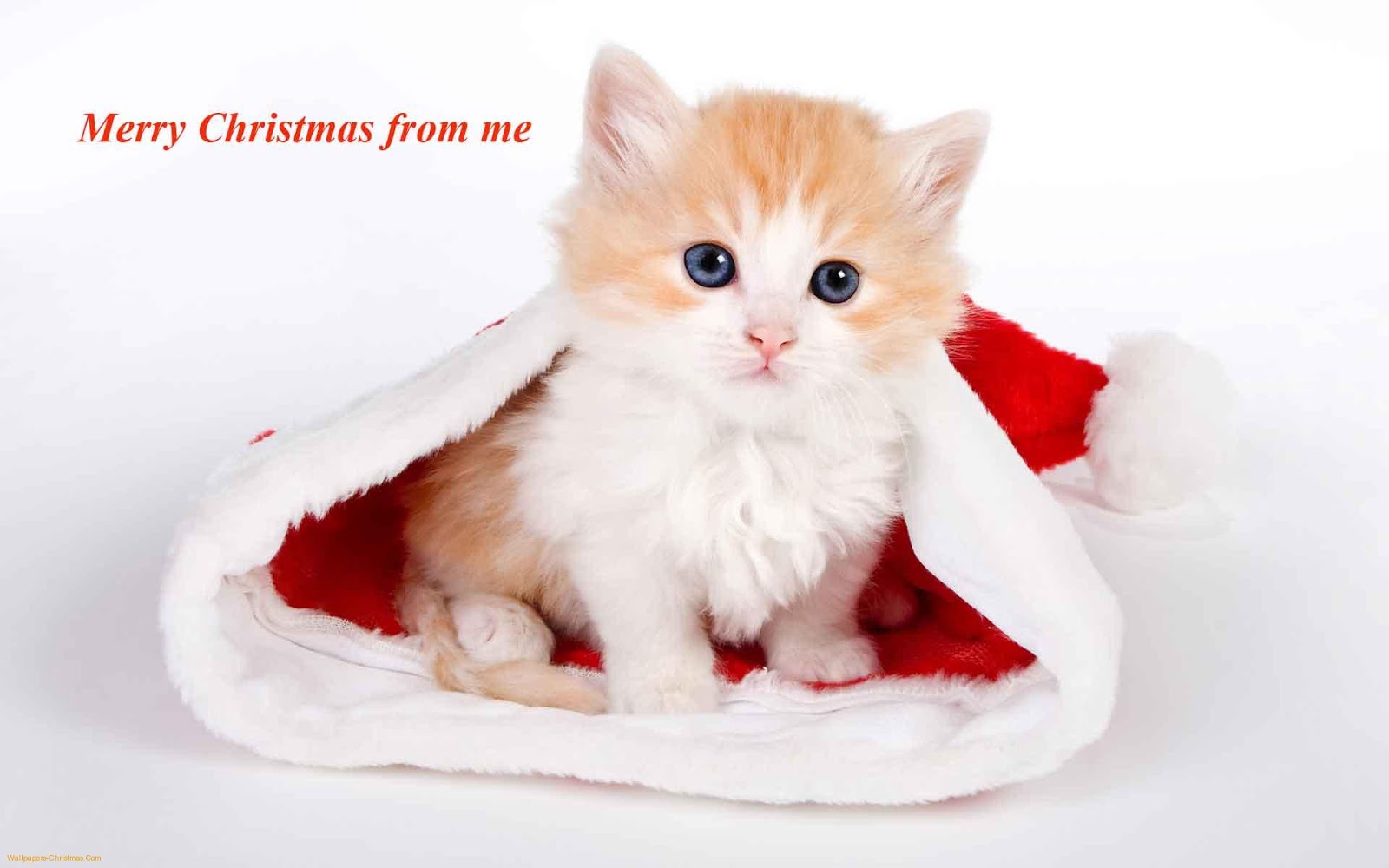 Cat christmas cards Cats and Dogs Blog: December 2012