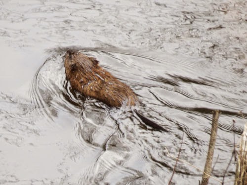 muskrat