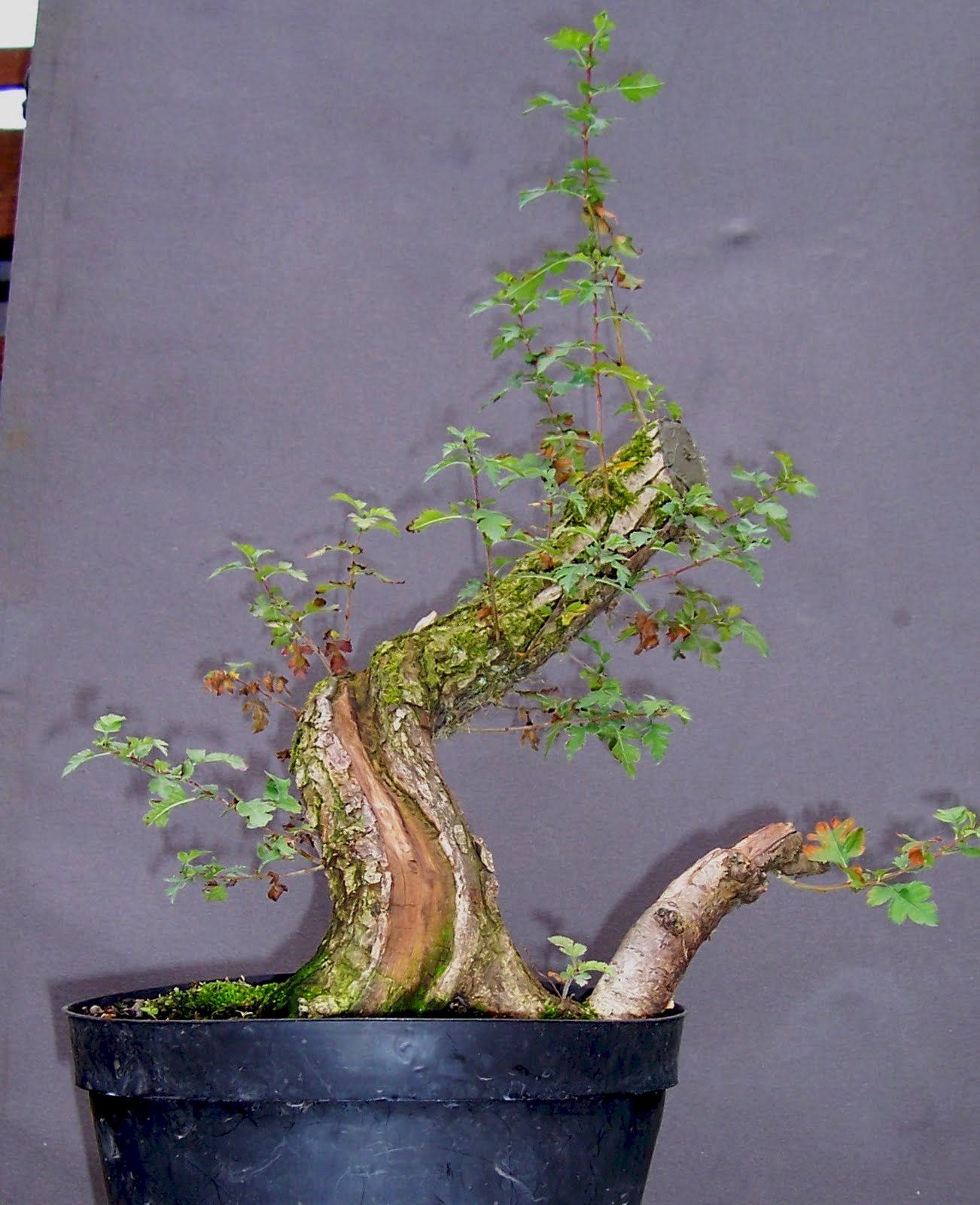 MiKo Bonsai Yamadori Hawthorn